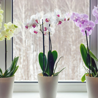 How to care for orchids indoors?