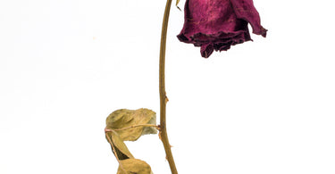 How long do roses last?