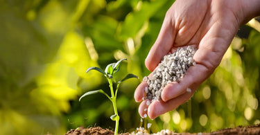 What is the Difference between Organic and Inorganic Fertilizers?