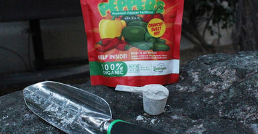 When should you fertilizer pepper plants?