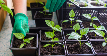 When should you fertilize pepper seedlings?