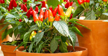How often should you fertilizer pepper plants?