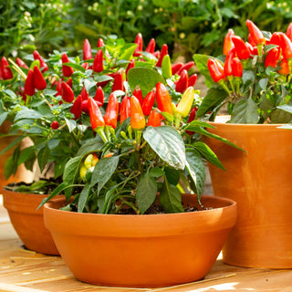 How often should you fertilizer pepper plants?