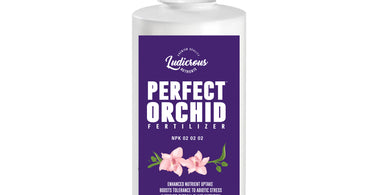 How to take care of orchids?