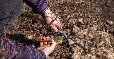 How to prune blueberry plants?