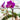 How to get orchids to rebloom?