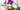 How to get orchids to rebloom?