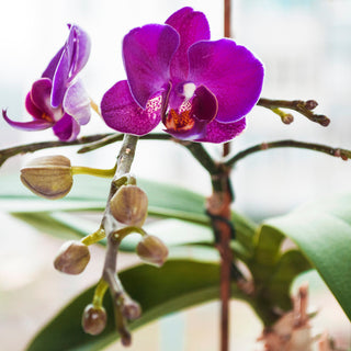 How to get orchids to rebloom?