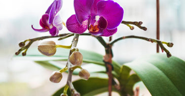 How to get orchids to rebloom?