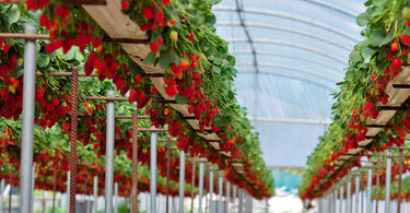 Where do you buy strawberry plants?