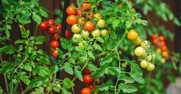 How often fertilize tomatoes?