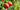 How often to fertilize tomato plants?