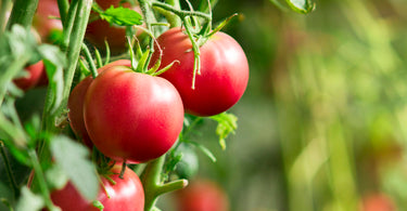 How often to fertilize tomato plants?