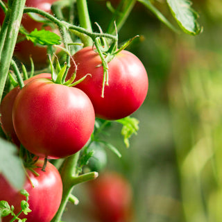 How often to fertilize tomato plants?