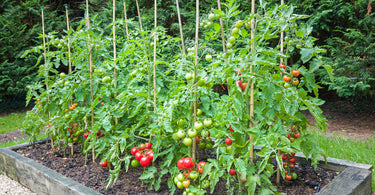 How often should I fertilize my tomato plants?