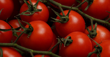 How to fertilize tomato plants?