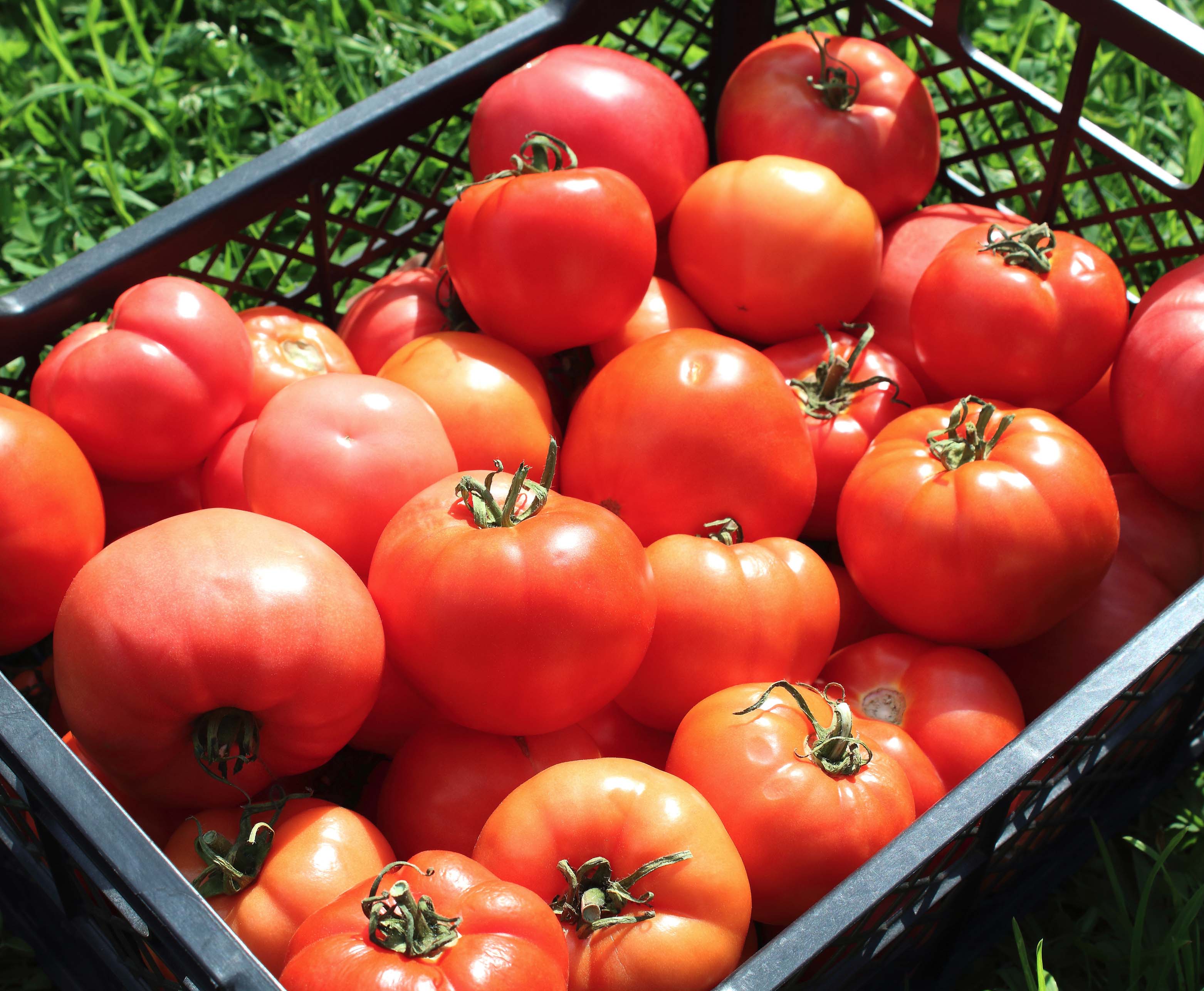 What fertilizer for tomatoes? – Happy Nutrients