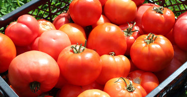 What fertilizer for tomatoes?