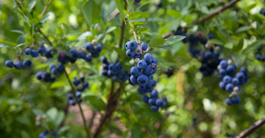 When to fertilize blueberry bushes?