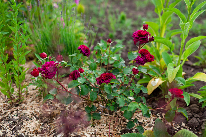 Can I use wood chips in my rose garden? – Happy Nutrients