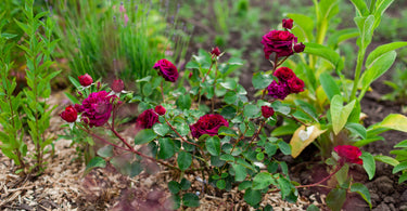 Can I use wood chips in my rose garden?