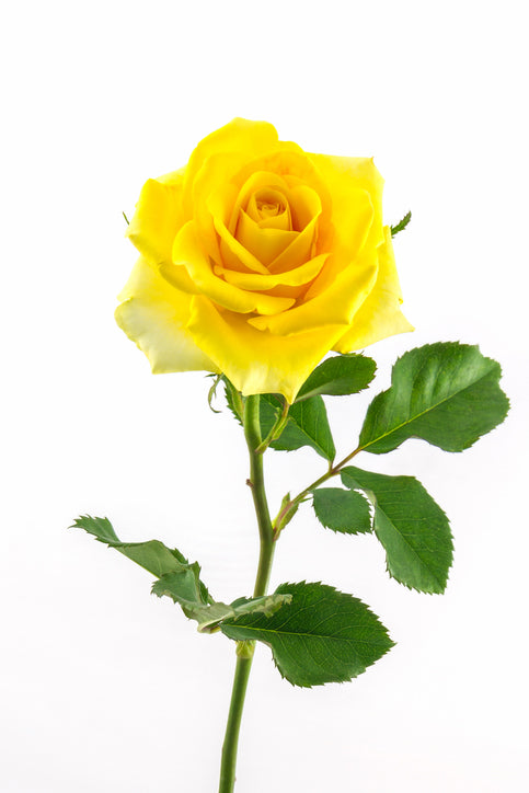 What Do Yellow Roses Symbolize Happy Nutrients what-do-yellow-roses-symbolize-happy-nutrients