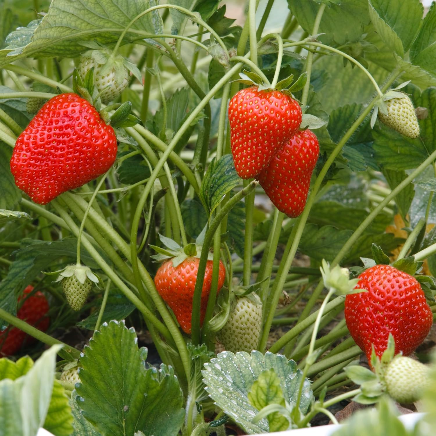 organic strawberry plant fertilizer Ludicrous Nutrients Organic Fertilizer for Strawberry/Blueberry, 13.5 oz