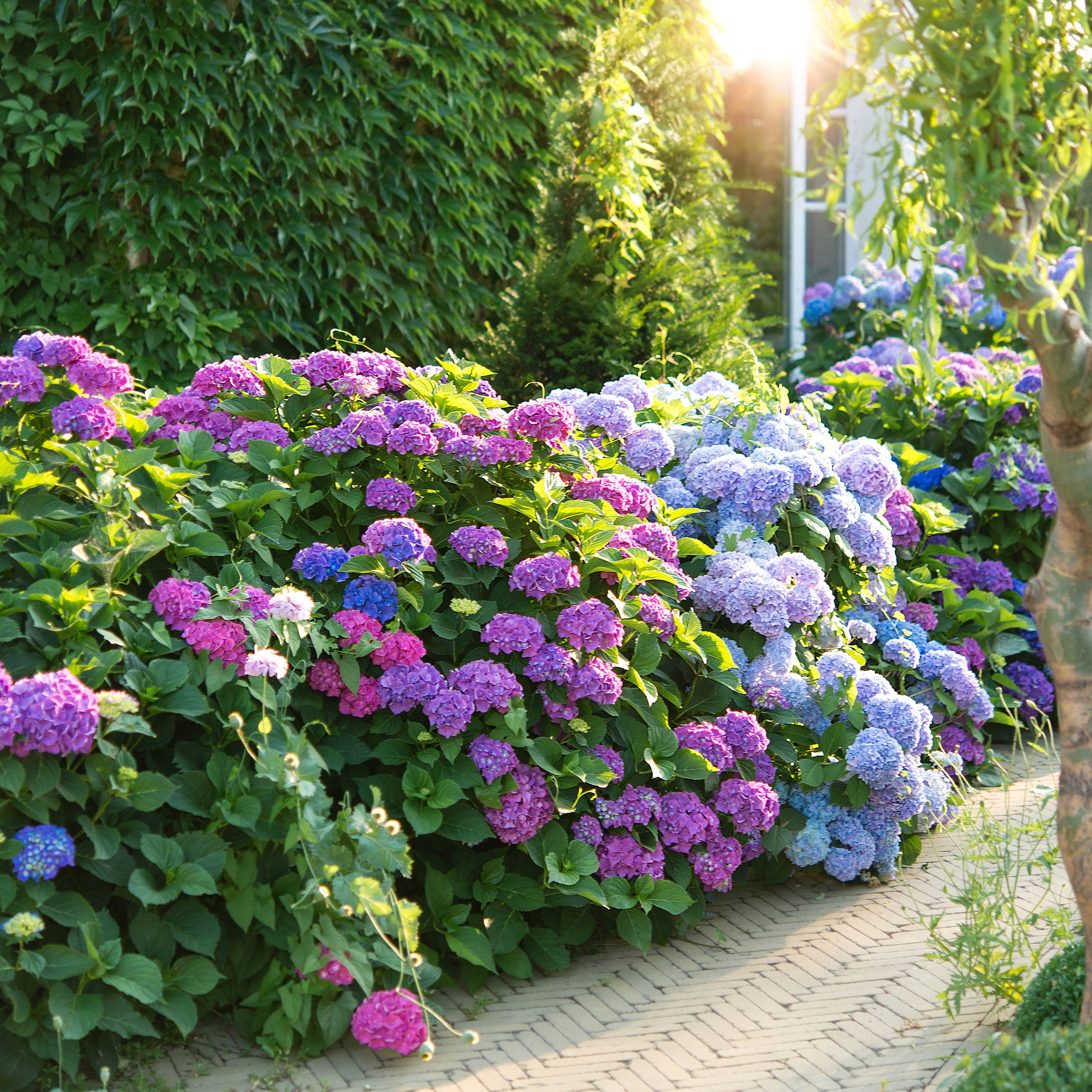 Happy Hydrangea Happy Hydrangeas – Flower Fertilizer for Azaleas, Rhododendrons & More ...