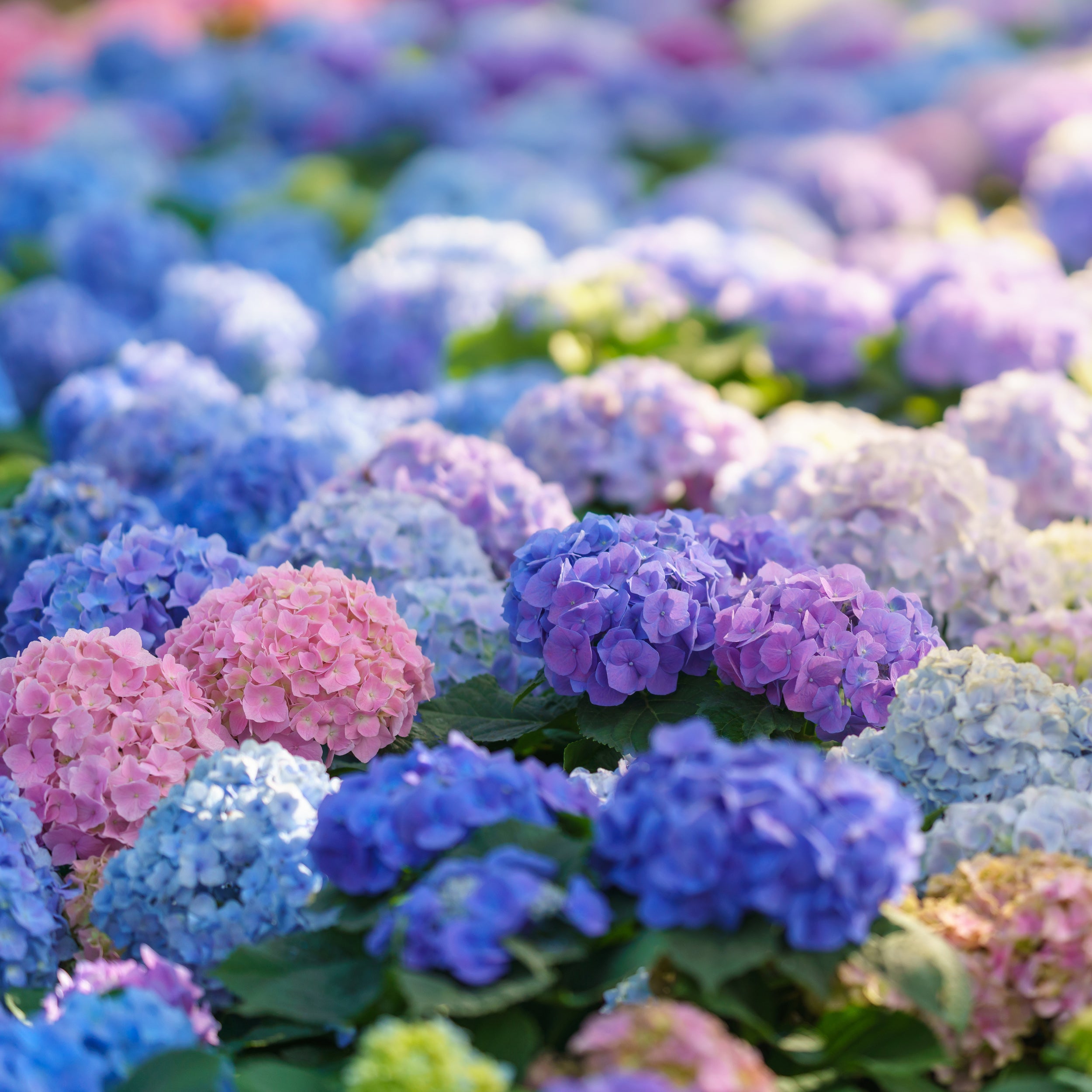 Happy Hydrangea Happy Hydrangeas – Flower Fertilizer for Azaleas, Rhododendrons & More ...