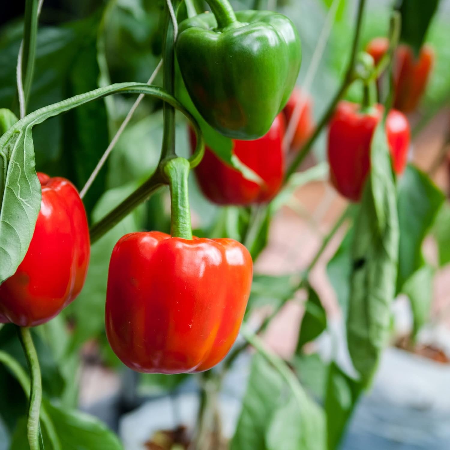 green pepper plant fertilizer Organic Fertilizer for Peppers – BigAss Pepper Fertilizer (12 oz)