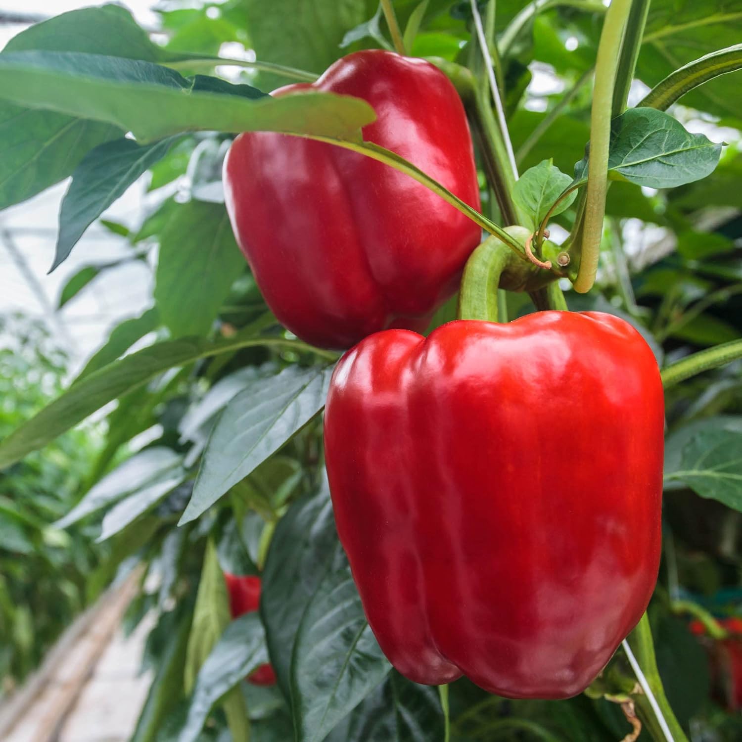 pepper plant fertilizer Organic Fertilizer for Peppers – BigAss Pepper Fertilizer (12 oz)