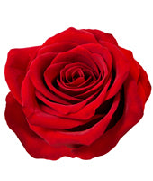 Rose Fertilizer